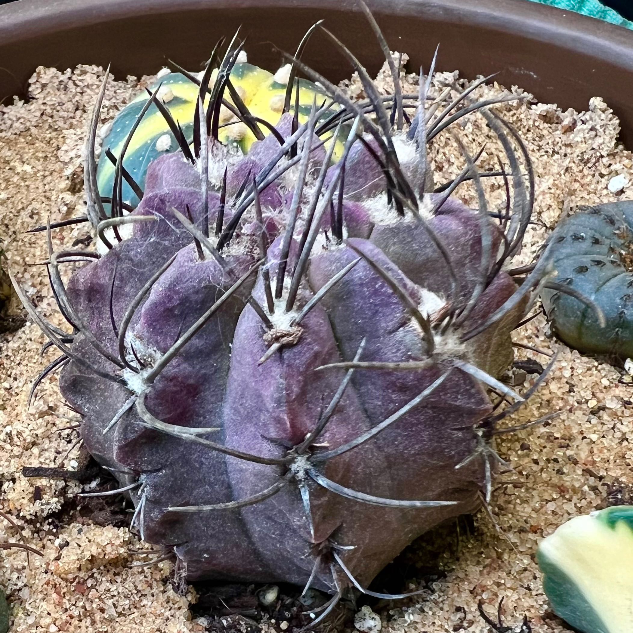 Plant care for Monte Amargo Cactus on Greg, the plant care app