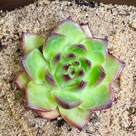 Photo of the plant species Echeveria Honey Pink by @Ziggy77 named Agnes on Greg, the plant care app