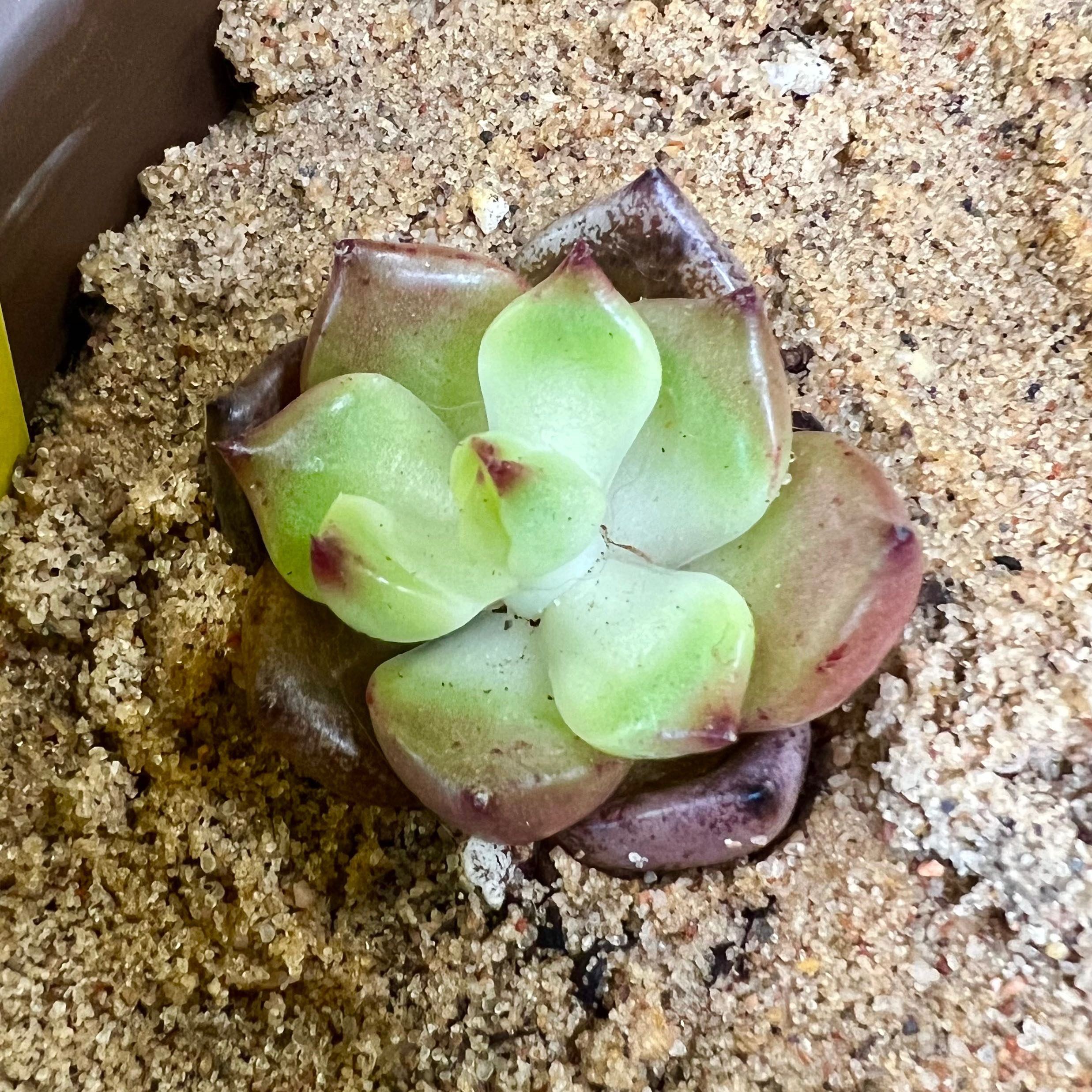 Photo of the plant species Moonstone Echeveria by @Ziggy77 named Esther on Greg, the plant care app
