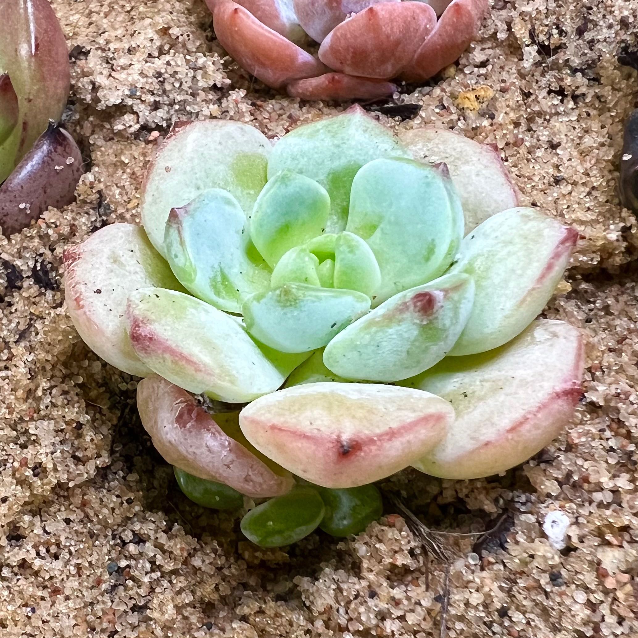 Photo of the plant species Pudgye by @Ziggy77 named babyGladys on Greg, the plant care app