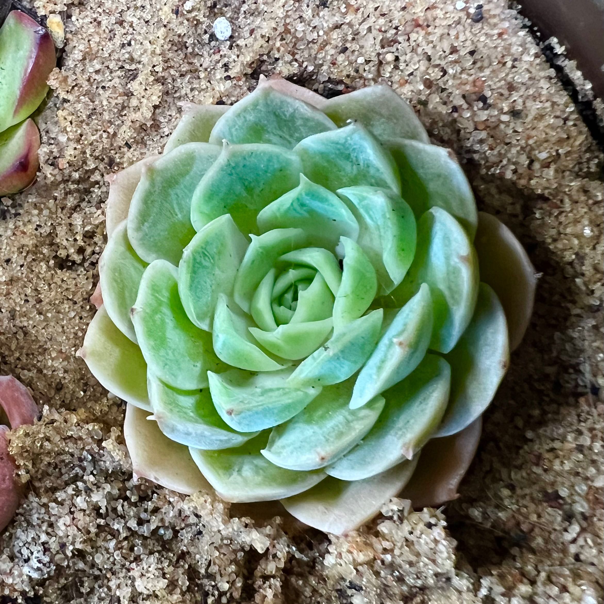 Photo of the plant species Echeveria 'Michella' by @Ziggy77 named Edith on Greg, the plant care app