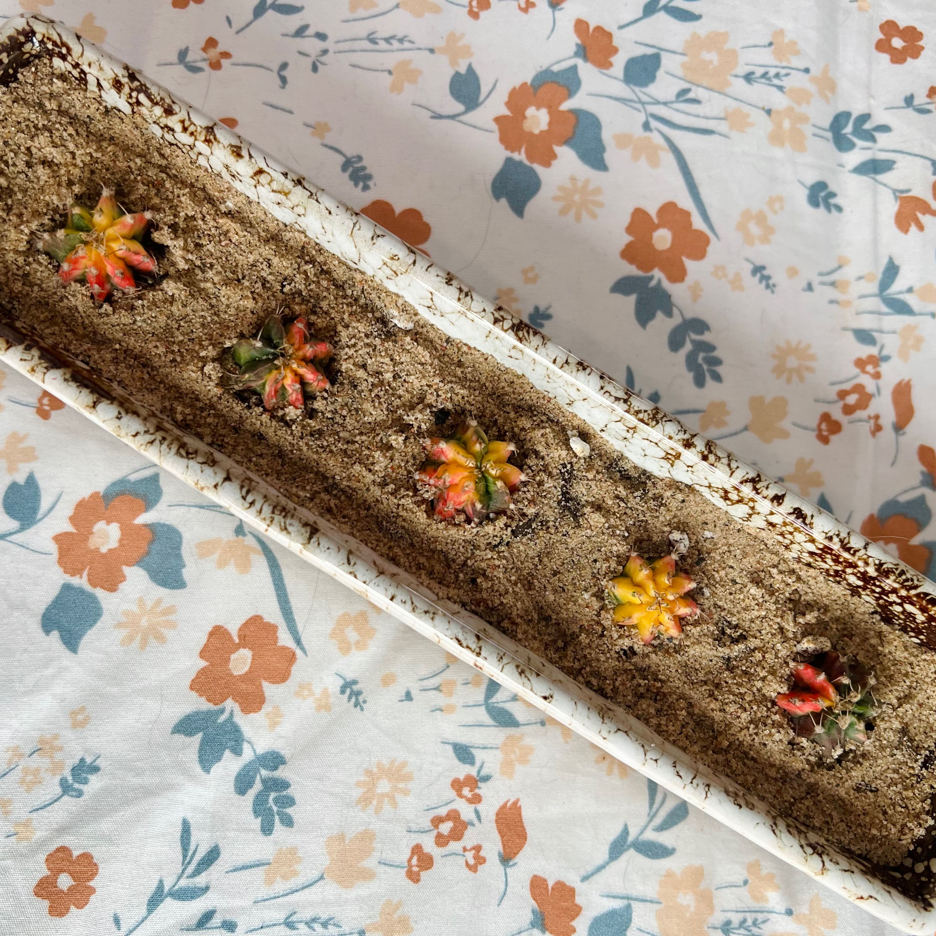 Plant care for Awayuki Ghost Plant on Greg, the plant care app