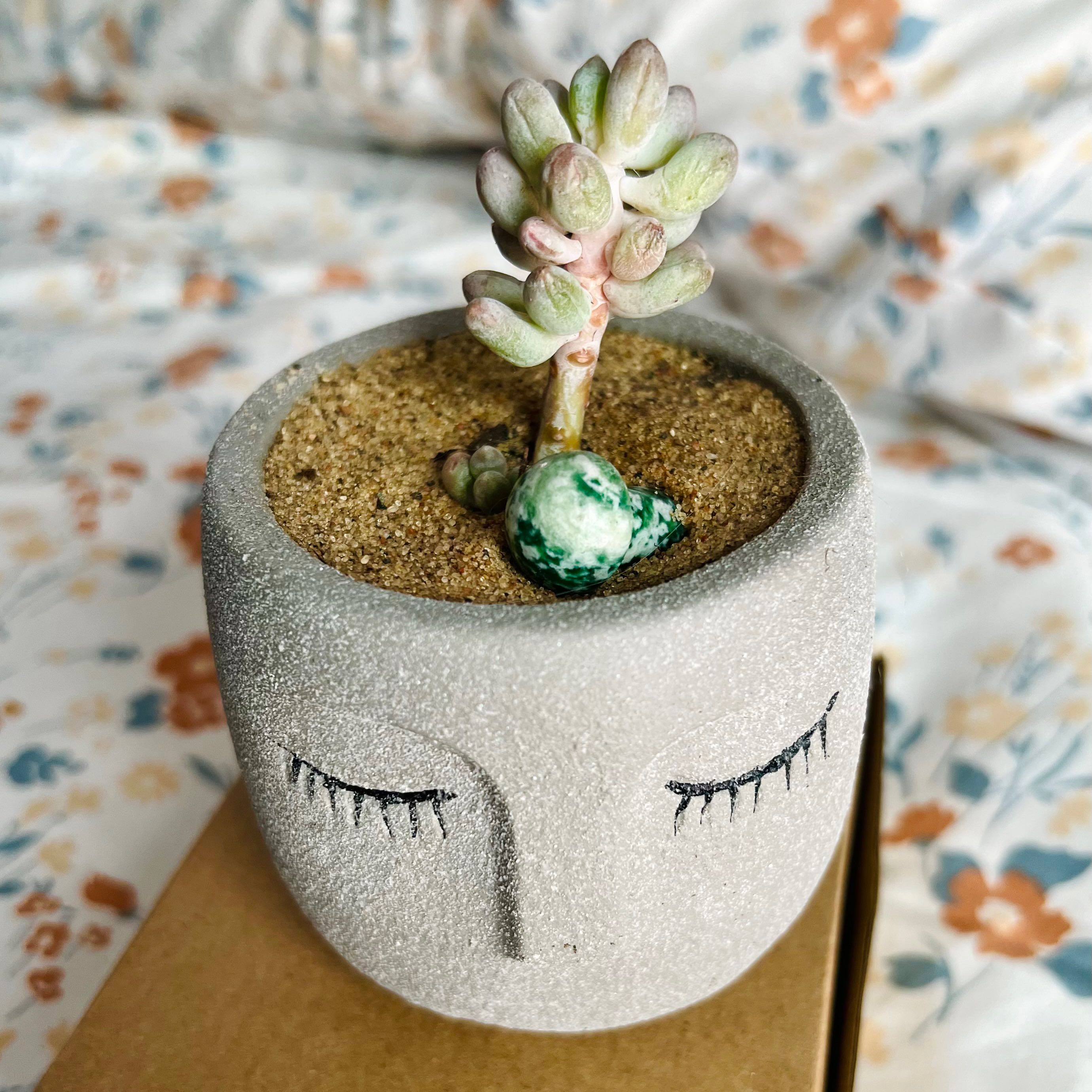 Photo of the plant species Bluebean by @Ziggy77 named babyBoy Blue! on Greg, the plant care app
