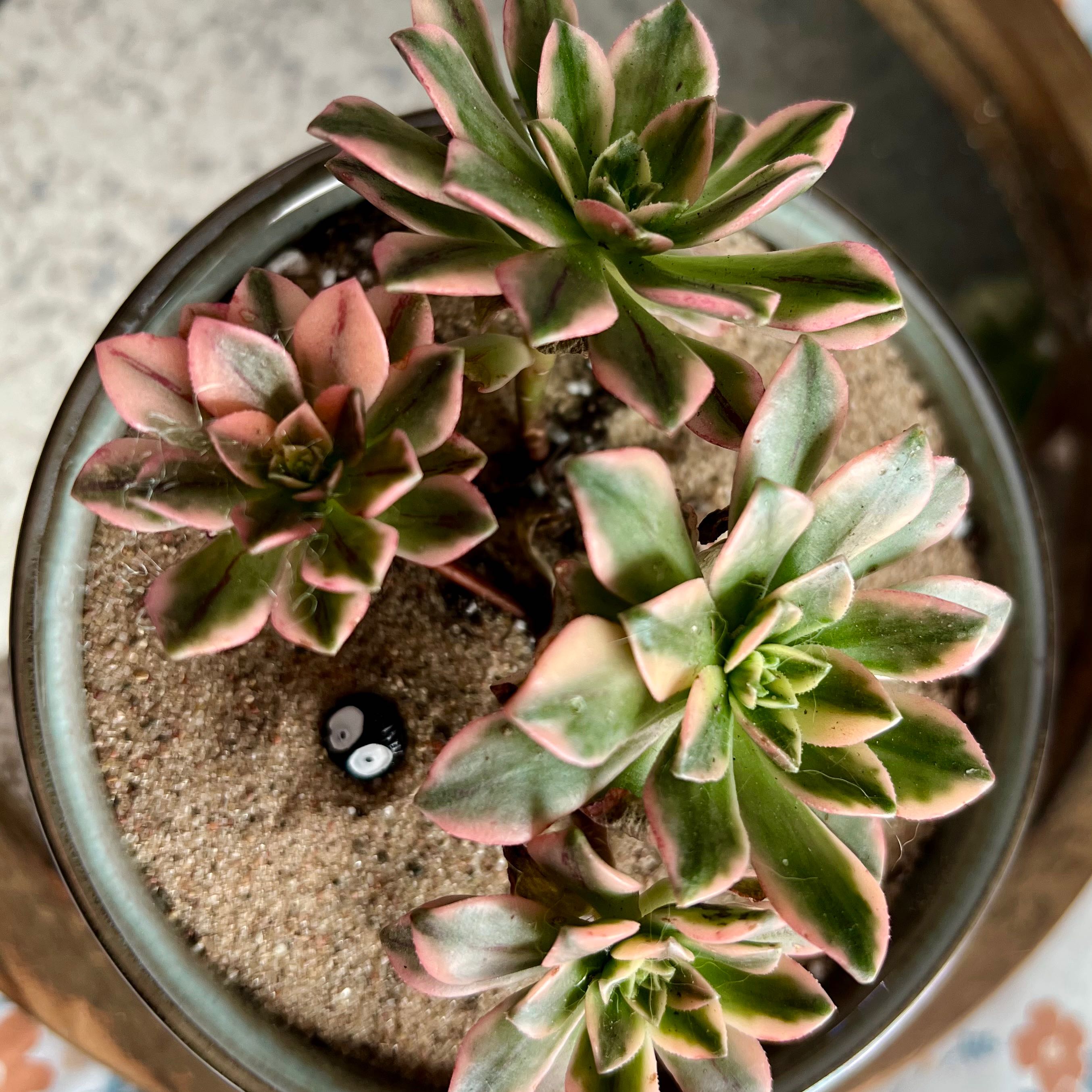 Photo of the plant species Aeonium Barbeto by @Ziggy77 named Daphne on Greg, the plant care app