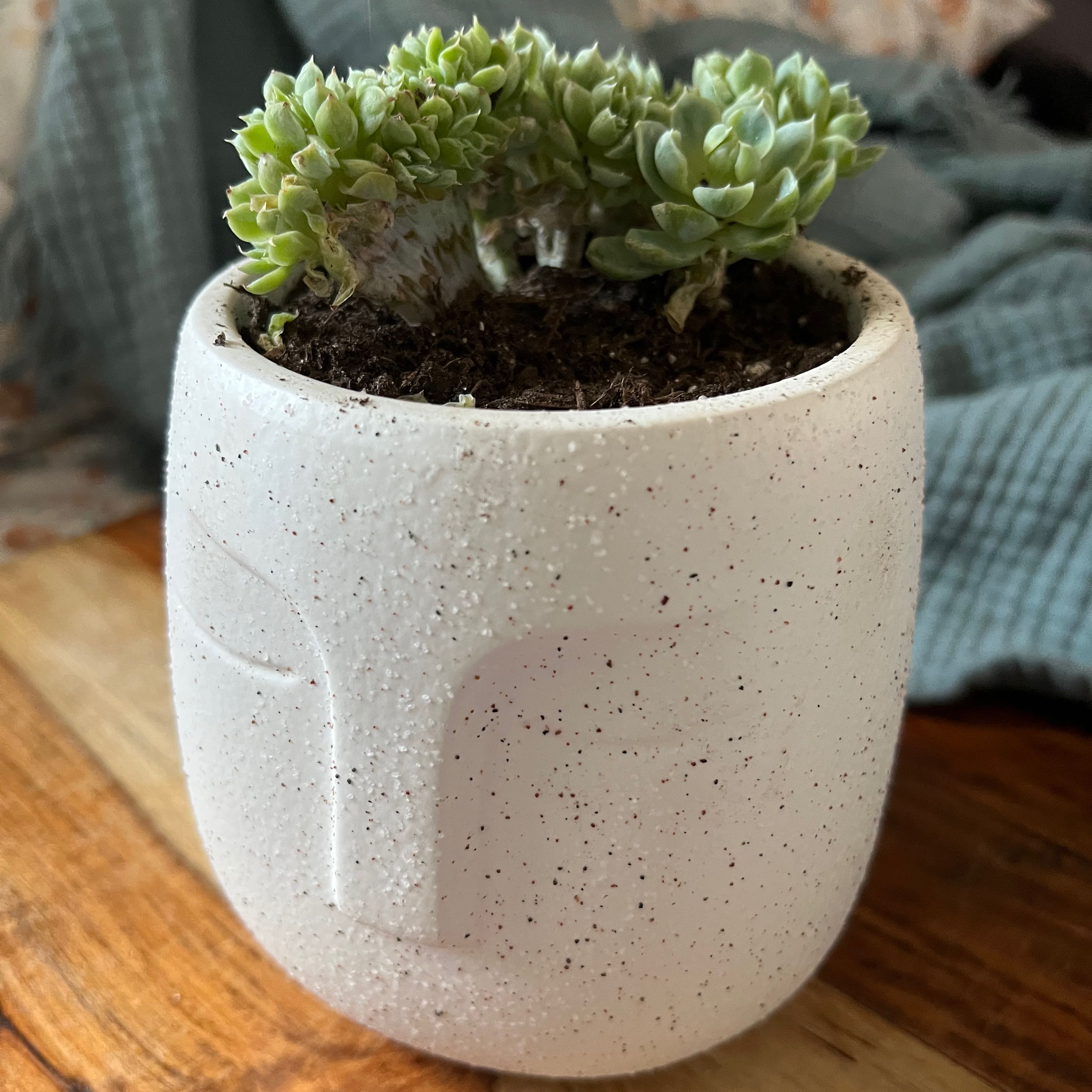 Plant care for Cereus on Greg, the plant care app