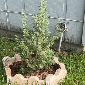 Photo of the plant species Texas Sage by @GivingCatbrier named Denali on Greg, the plant care app