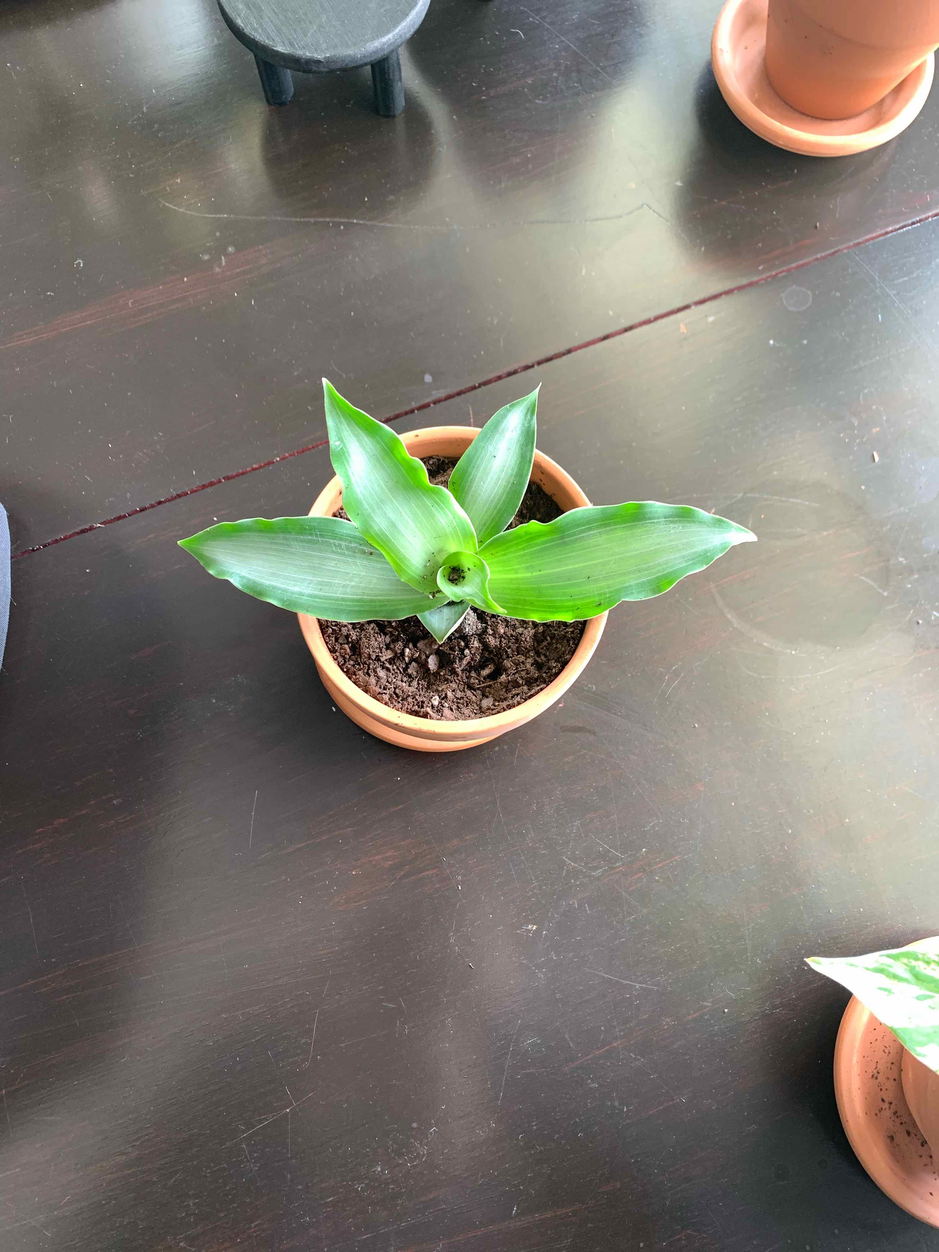 Potted Bright Star Murdannia plant with broad green leaves, visible soil.
