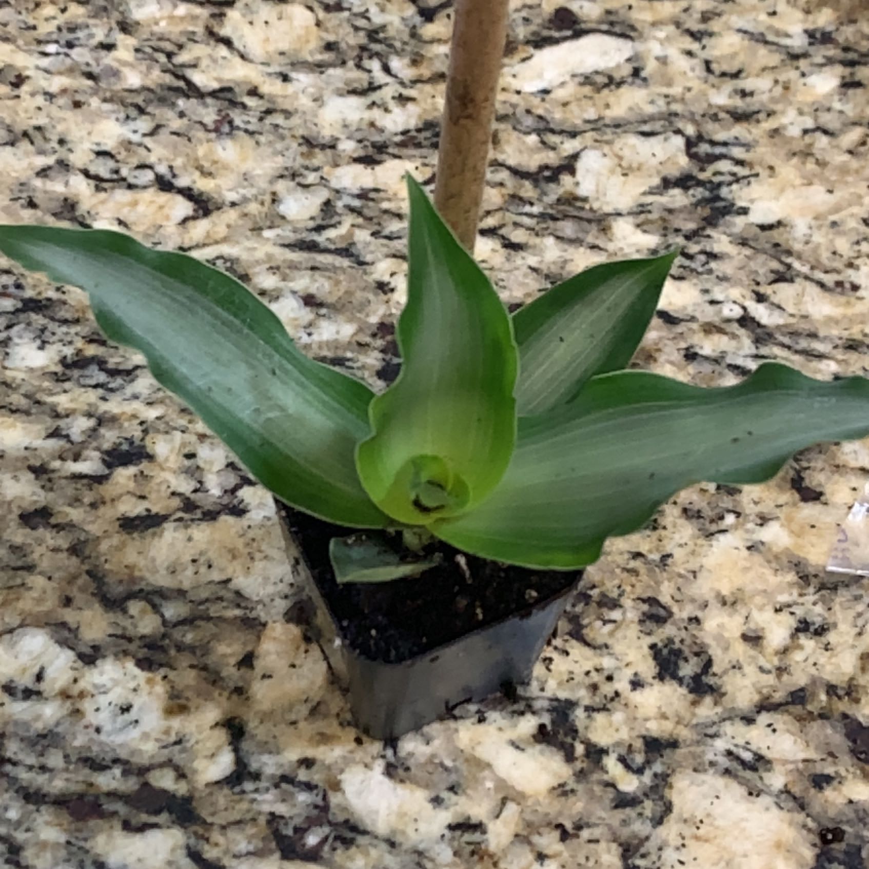 Bright Star Murdannia plant in a small pot on a granite surface.