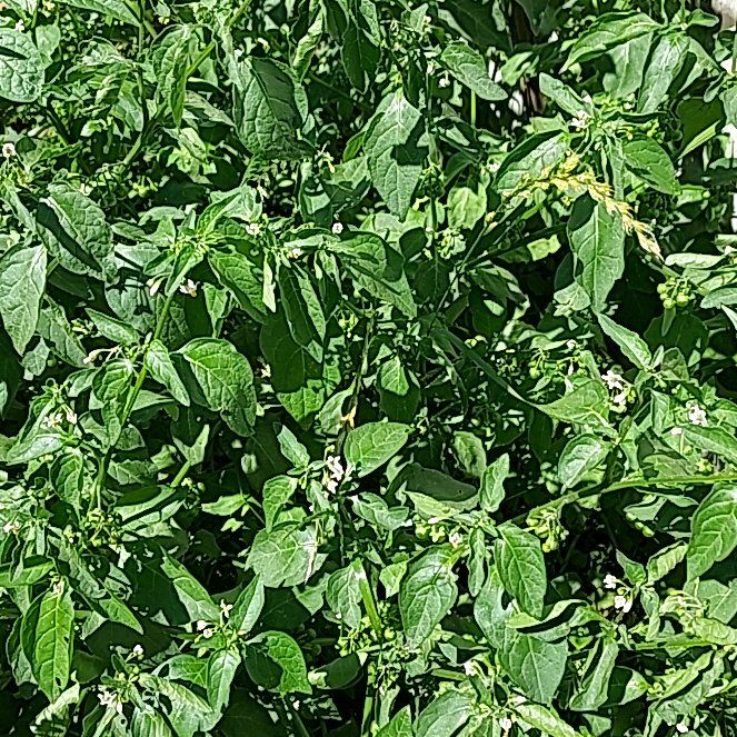 Photo of the plant species Parietaria Judaica by @LuckyCentaury named Girlfrond on Greg, the plant care app