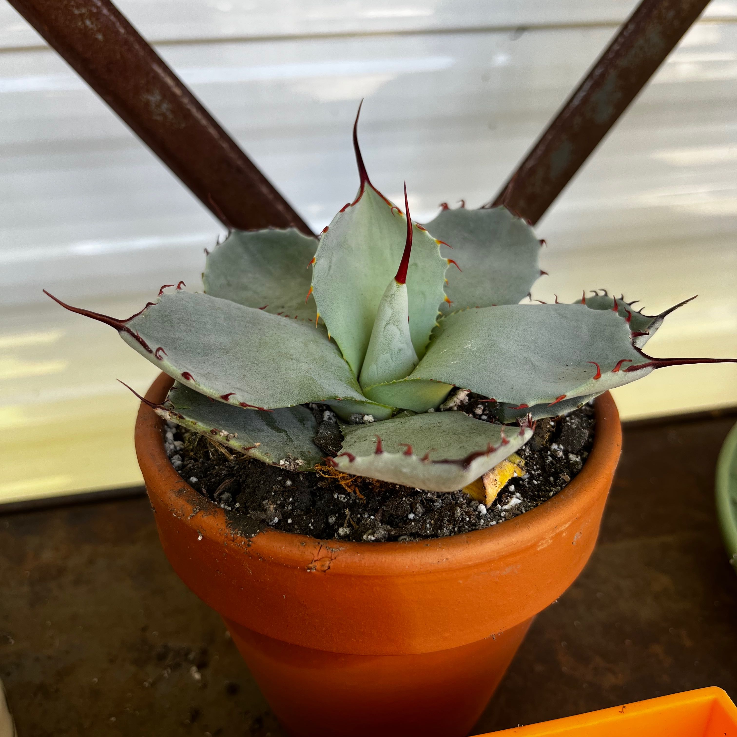 Butterfly Agave plant in a terracotta pot with visible soil, well-framed and in focus.