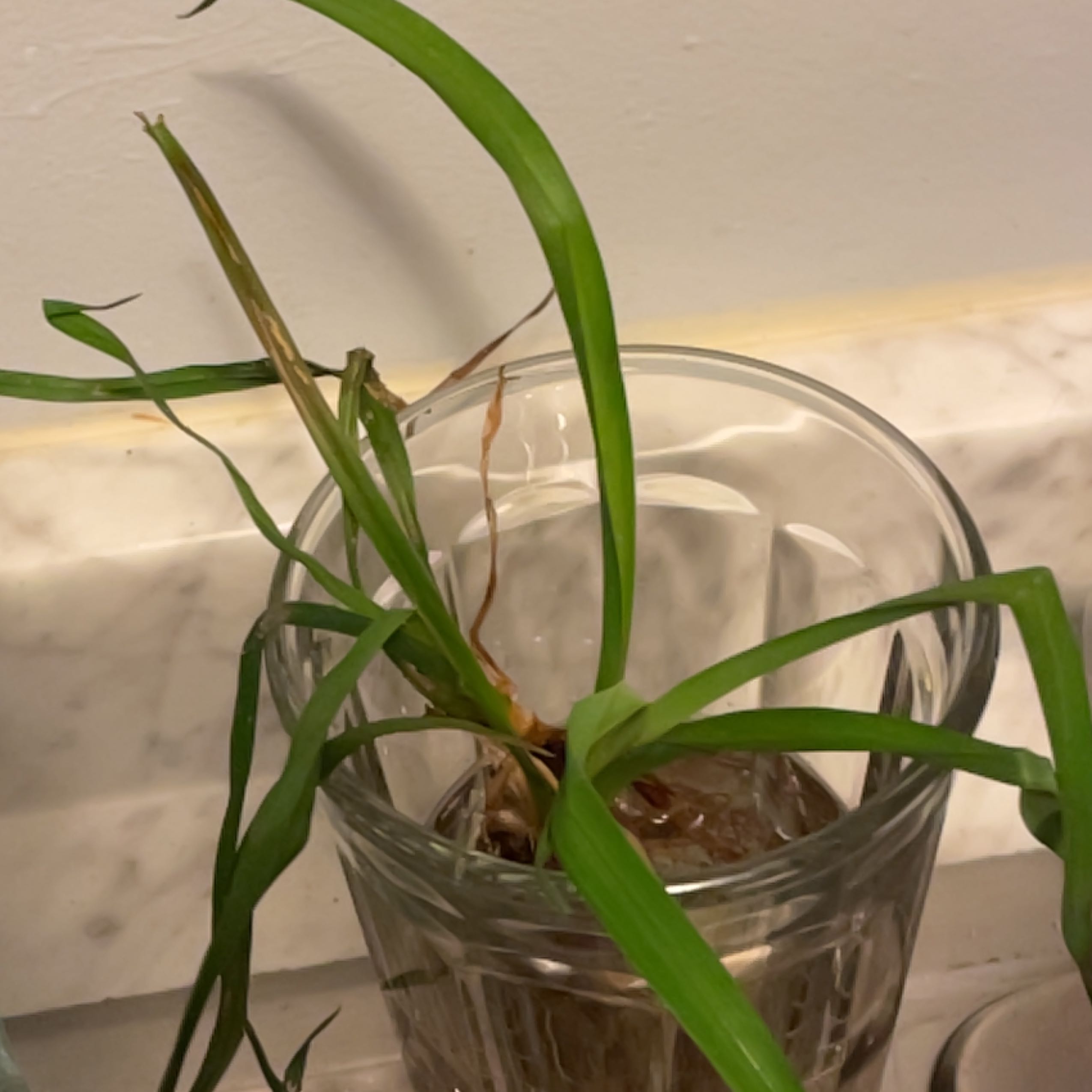 Yellow Daylily plant in a glass of water with some browning leaves.