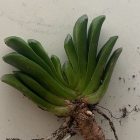 Photo of the plant species Variegated Truncada by @YesFlaxsilk named Osmo on Greg, the plant care app