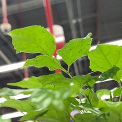 China Doll Plant plant