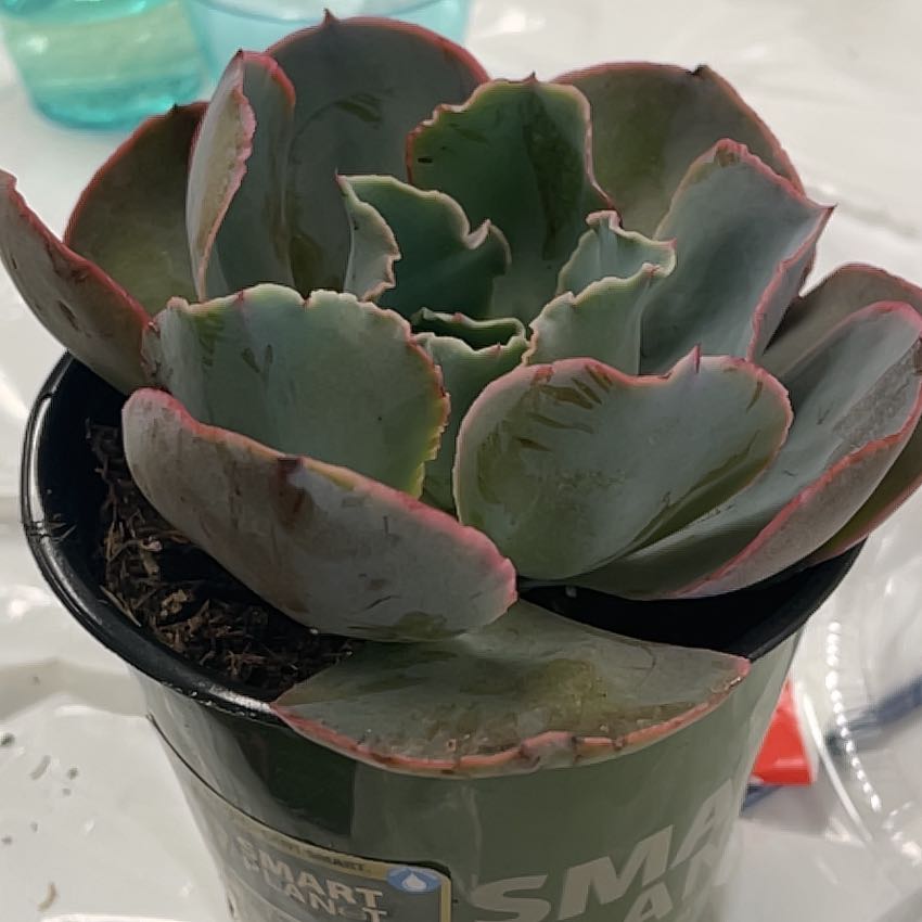Photo of the plant species Echeveria 'Sahara' by @nialicious2 named Terra on Greg, the plant care app