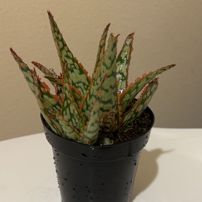 Photo of the plant species Aloe 'Mauna Kea' by @Tweedledum named Sage on Greg, the plant care app