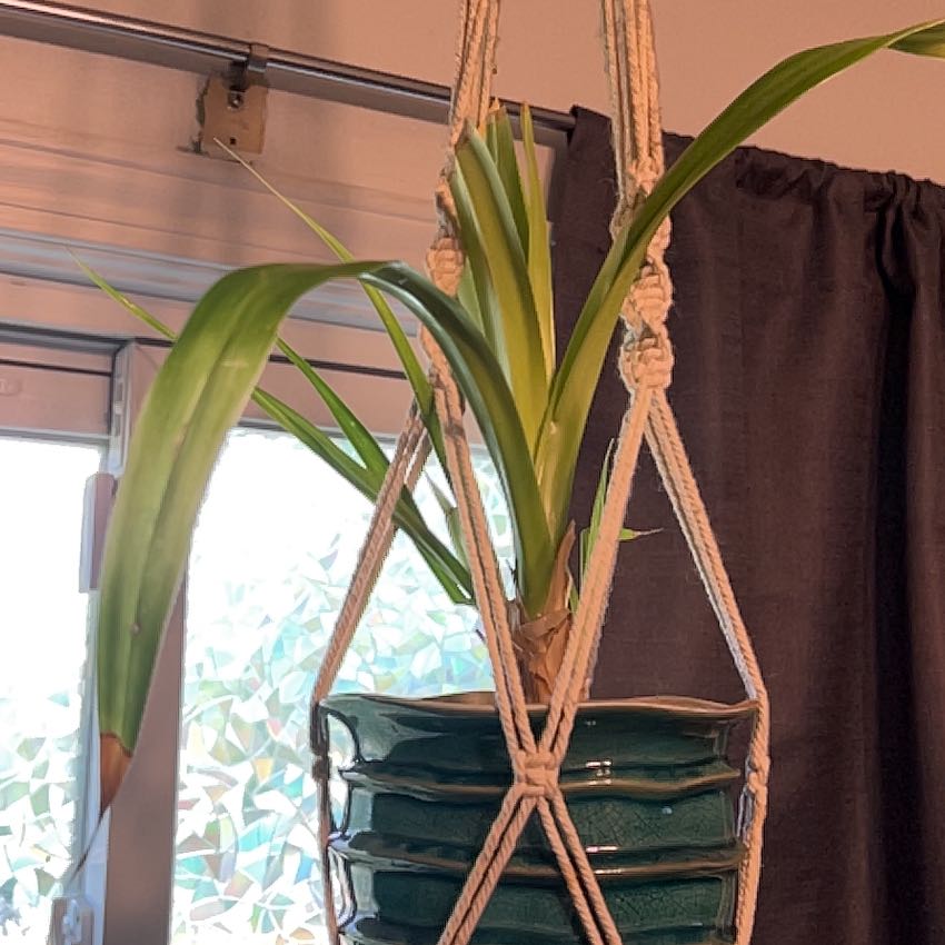Pandan plant in a hanging pot with green leaves, near a window and curtain.