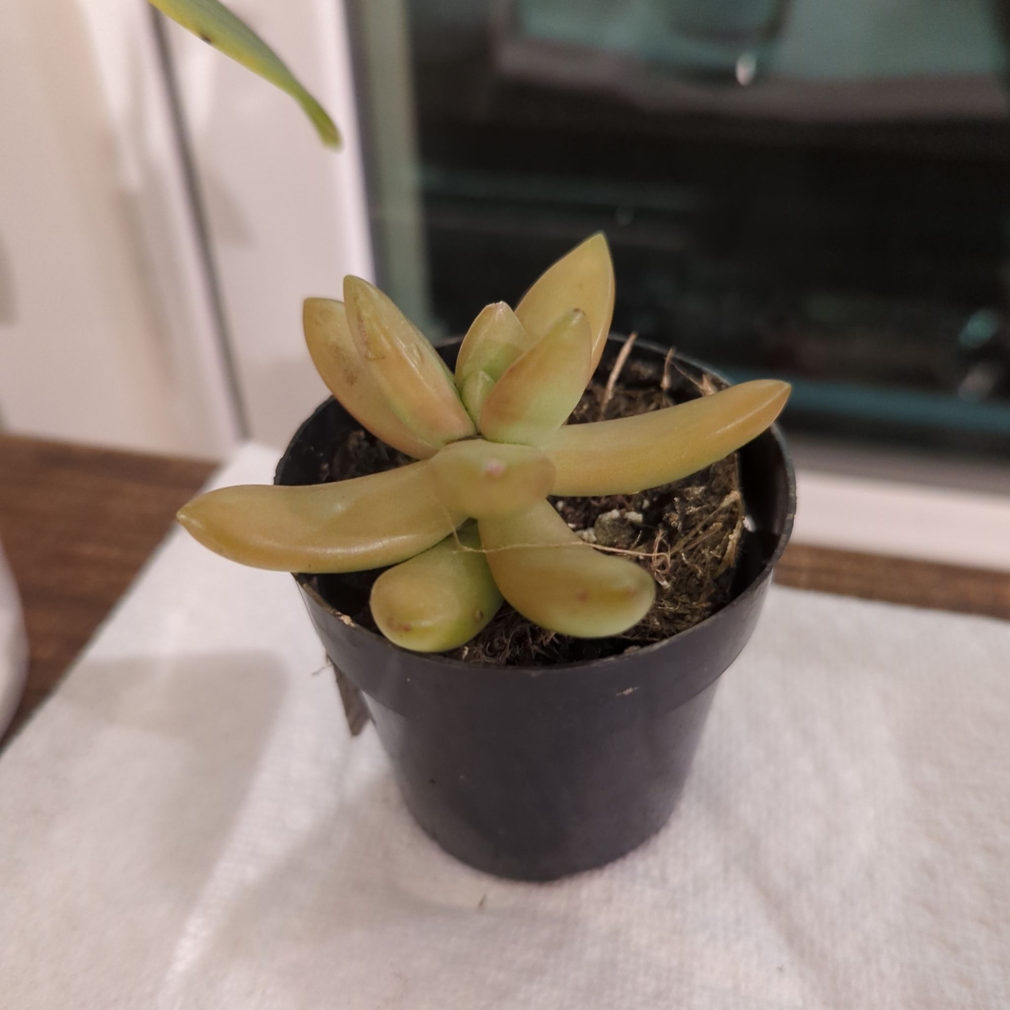 Taciveria 'Tasha' succulent in a black pot with some yellowing and browning leaves.