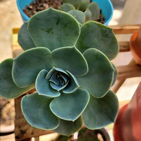 Photo of the plant species Blue Rose Echeveria by @OthonnaCapensis named Porch on Greg, the plant care app