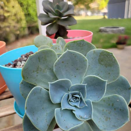 Photo of the plant species Blue Rose Echeveria by @OthonnaCapensis named Porch on Greg, the plant care app