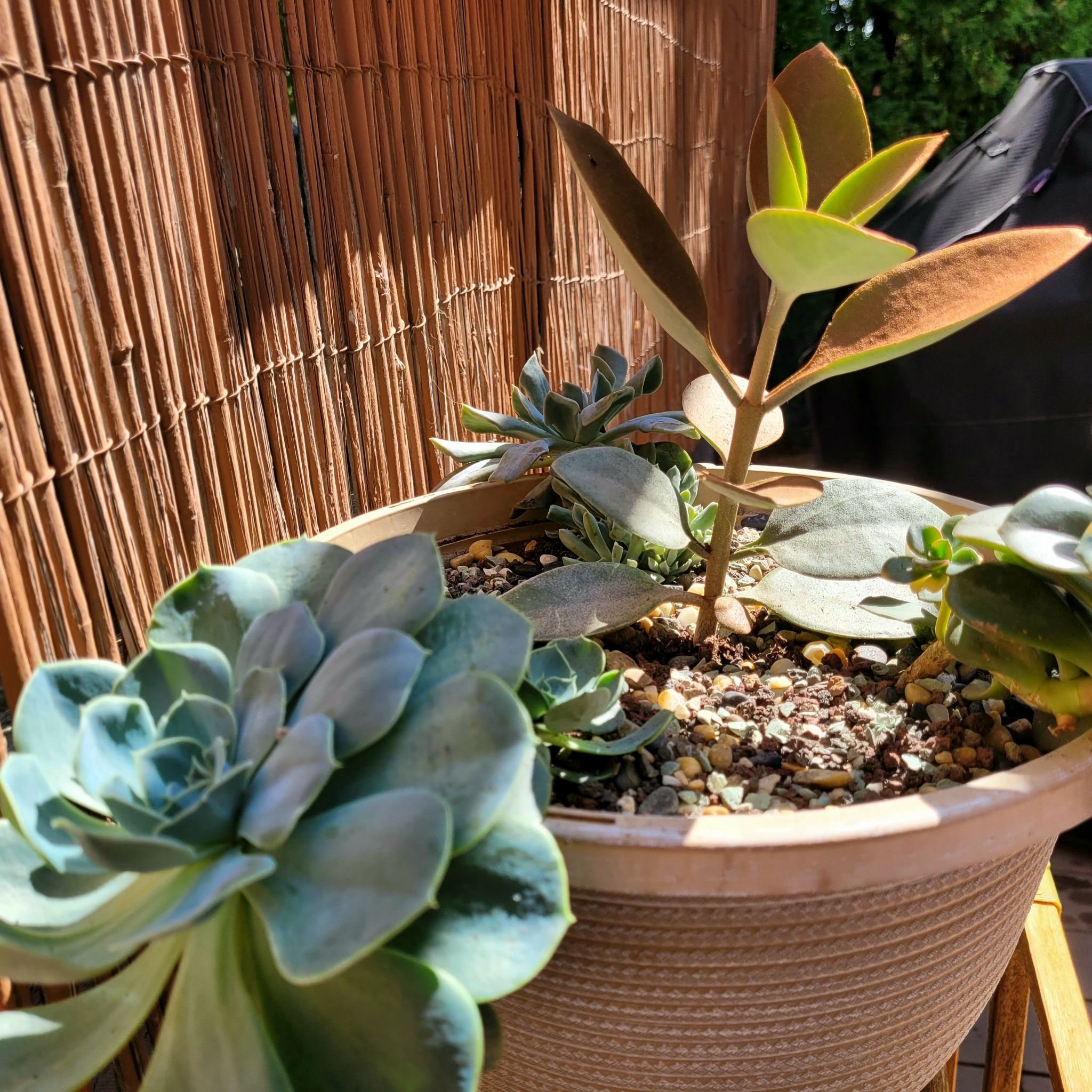 Potted Echeveria 'Chroma' plant with other succulents, healthy and well-drained soil.