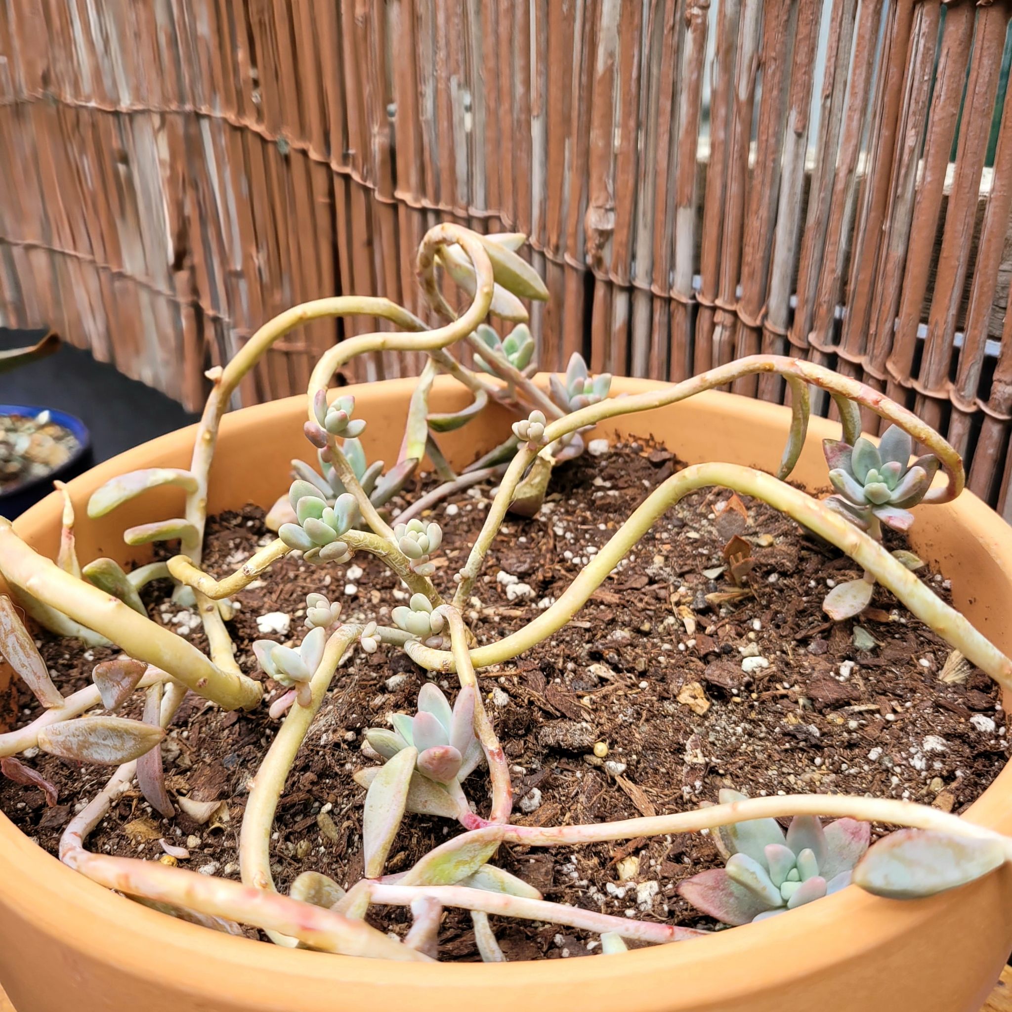 Graptosedum 'Darley Sunshine' plant in a pot with elongated stems and small succulent leaves.