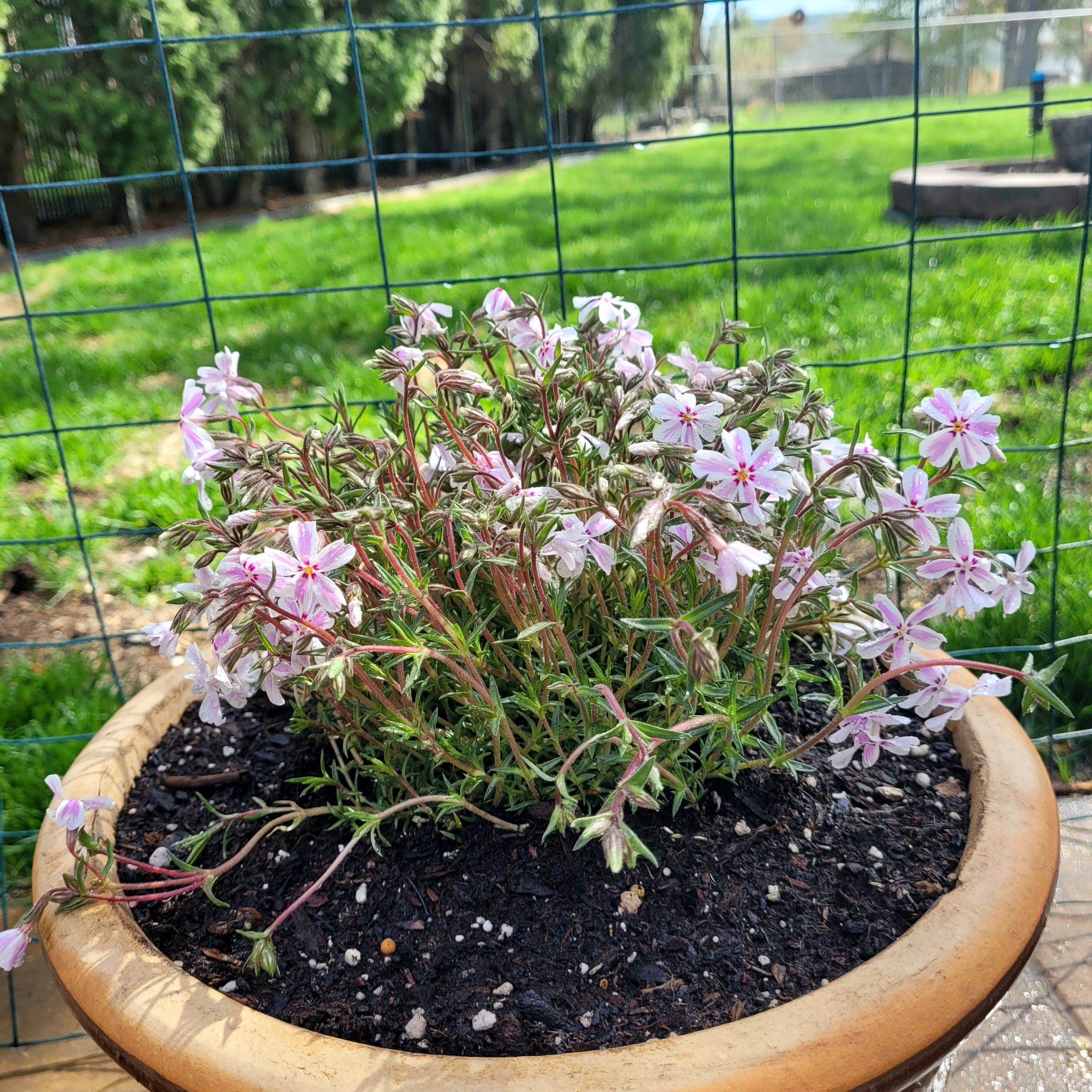 Potted Moss Phlox with pink flowers in a garden setting.