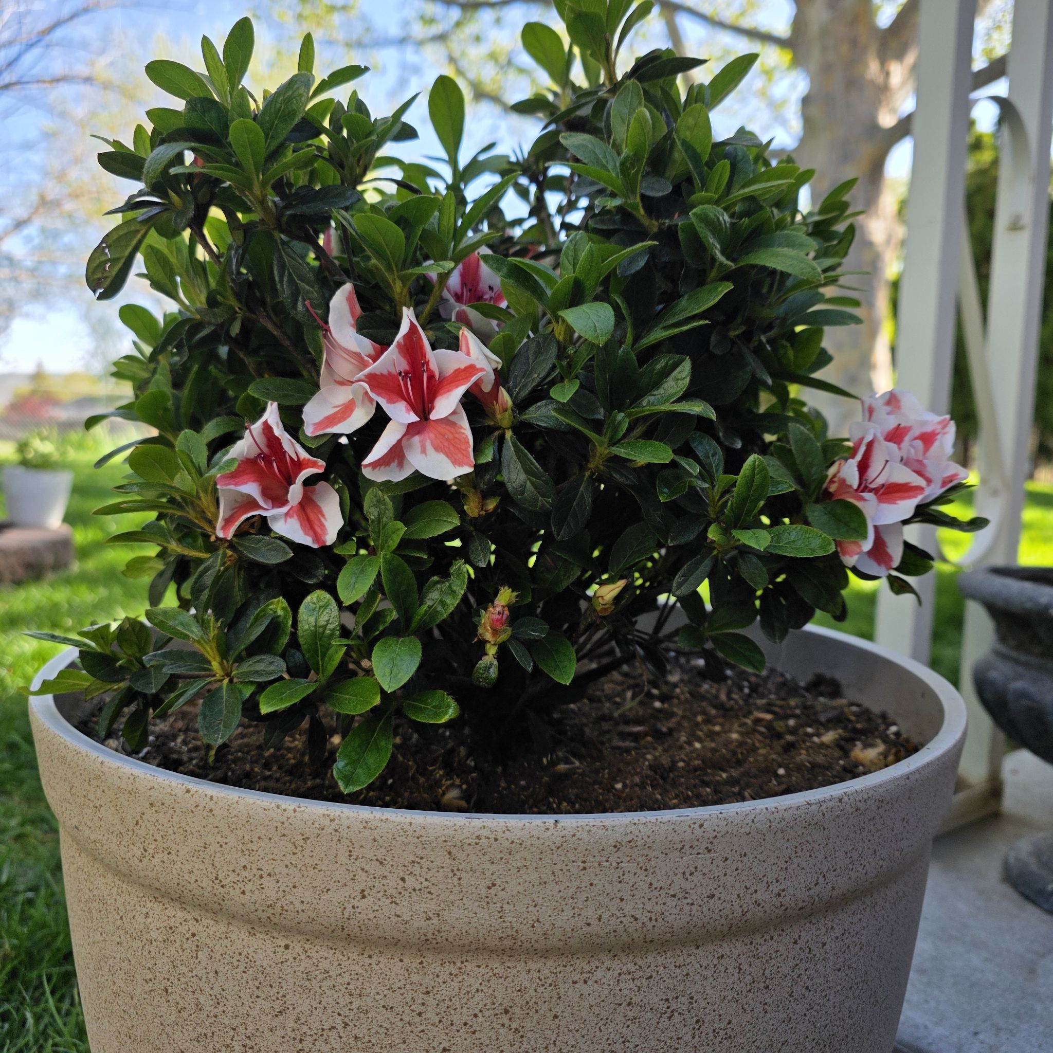 Photo of the plant species Encore Azalea 'Autumn Starburst' by @OthonnaCapensis named Patio on Greg, the plant care app