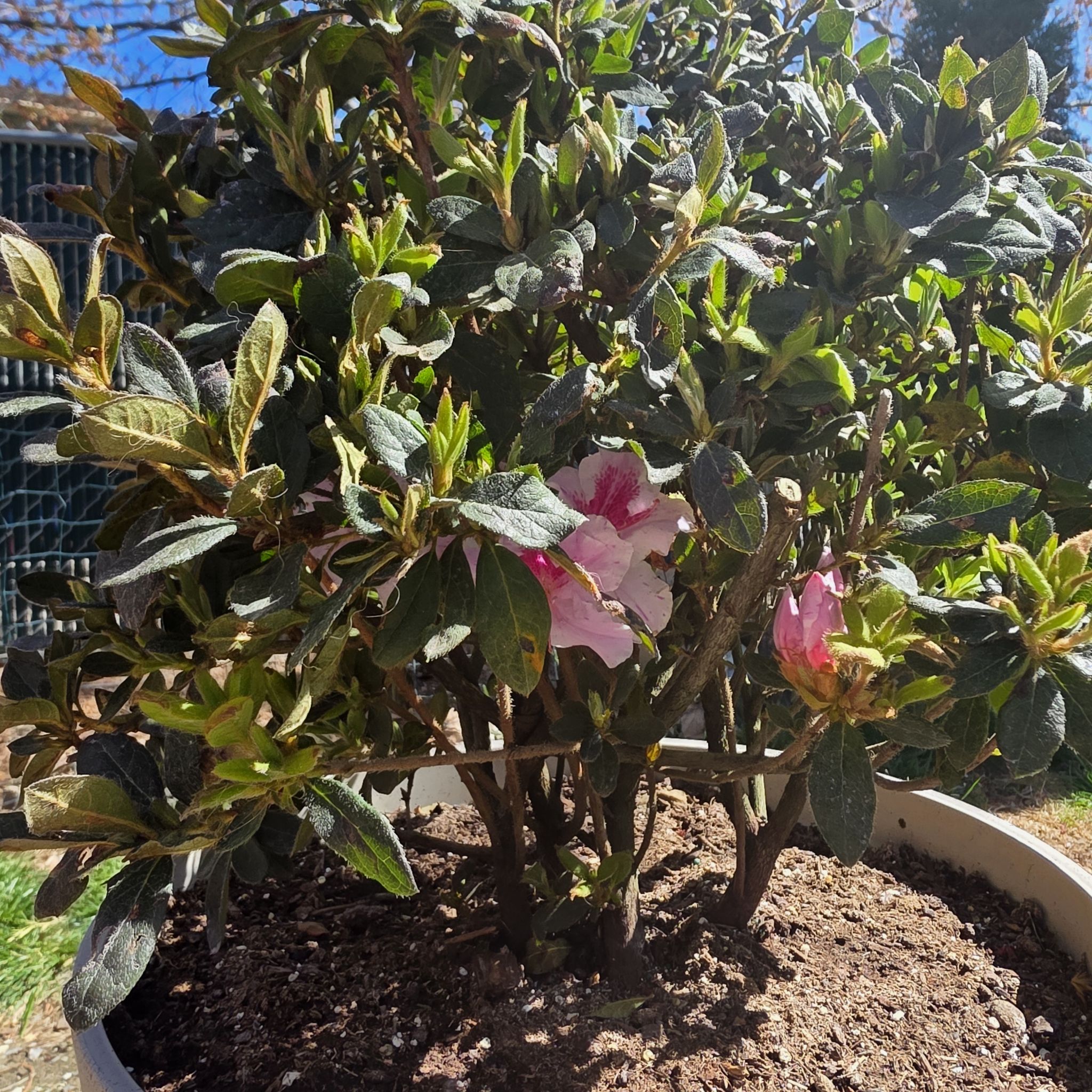Photo of the plant species Encore Azalea Autumn Twist by @OthonnaCapensis named Patio on Greg, the plant care app