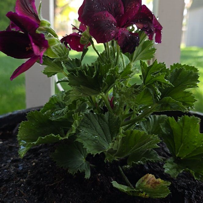 Photo of the plant species Regal Geranium (Martha  Washington Geranium) by @OthonnaCapensis named Patio on Greg, the plant care app