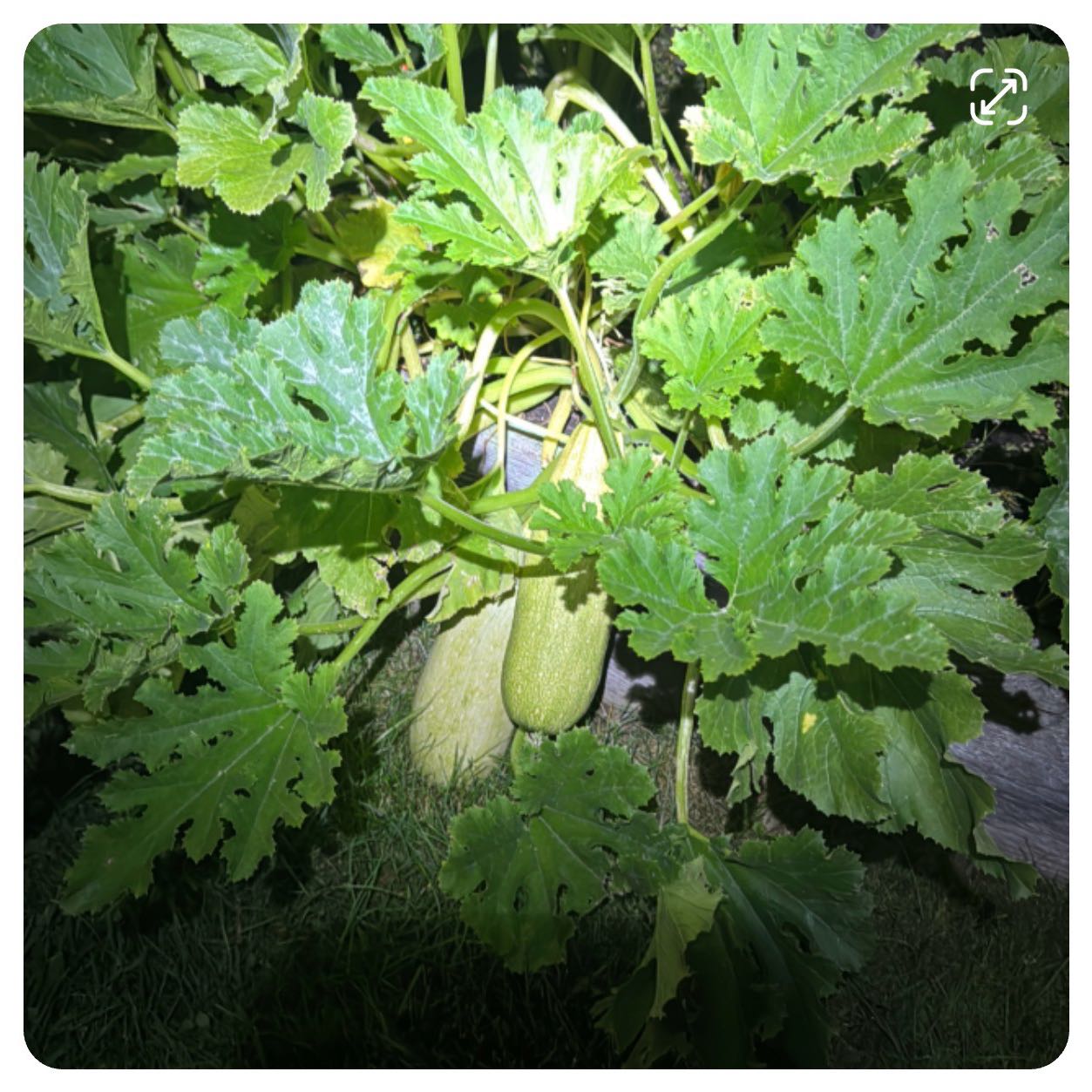 Photo of the plant species Summer Squash by @StarBluerose named da Vinci on Greg, the plant care app