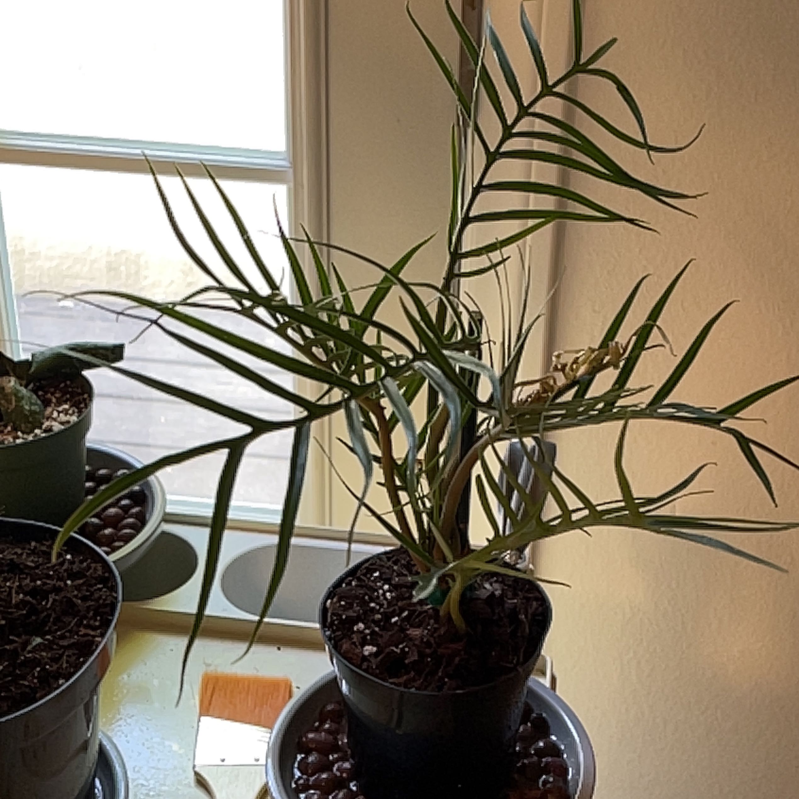 Philodendron tortum plant in a pot, healthy with visible soil.