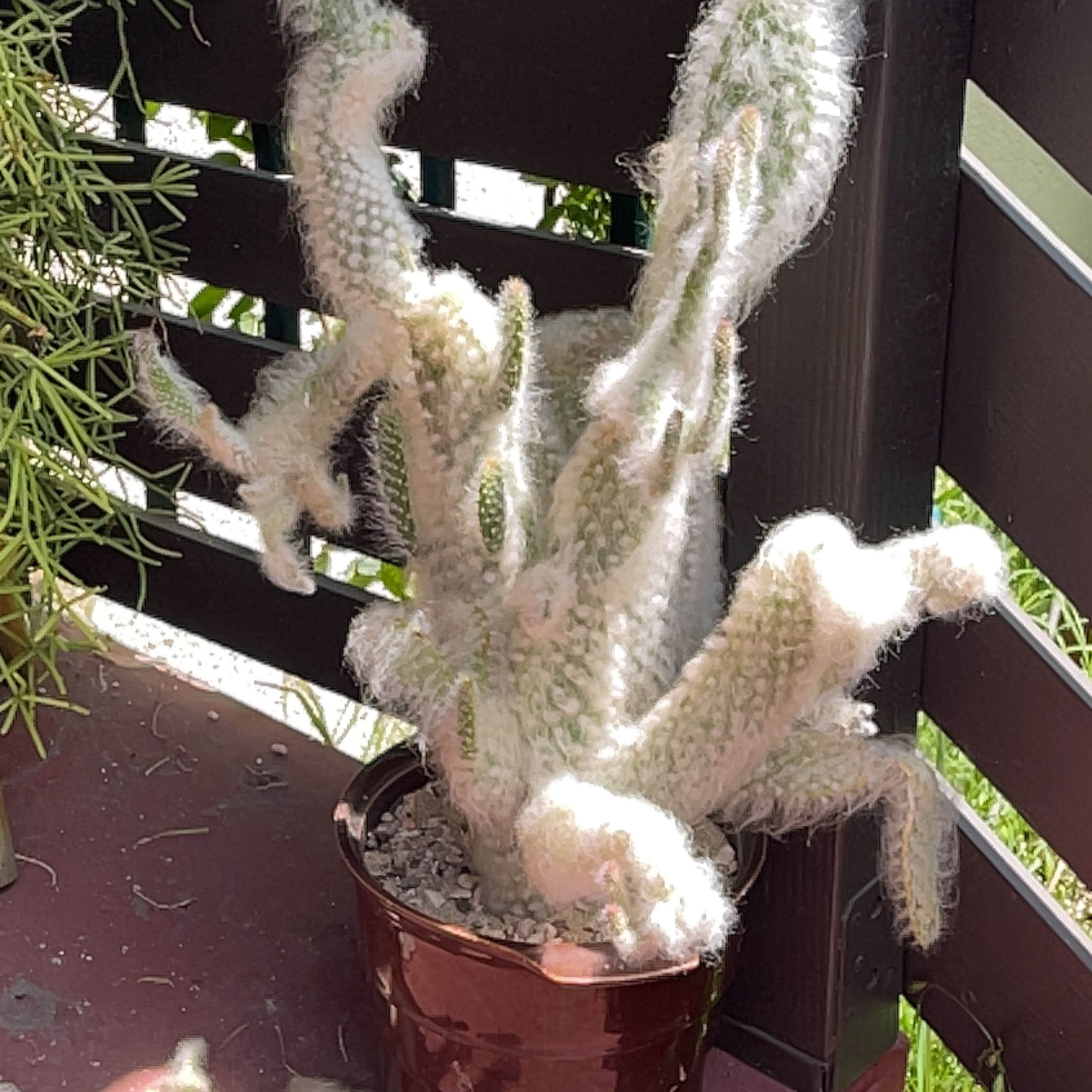 Photo of the plant species Snow Bear Prickly Pear by @MotivatedCobnut named Paul on Greg, the plant care app