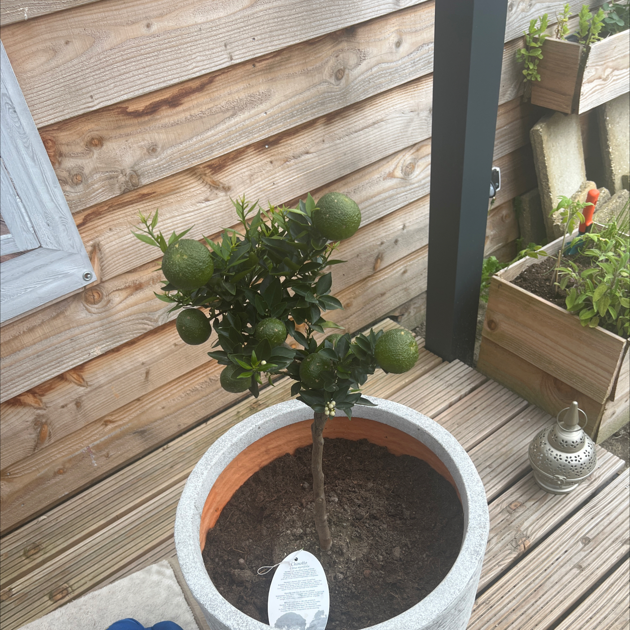 Photo of the plant species Chinotto by @GivingEncina named Cleopatra on Greg, the plant care app