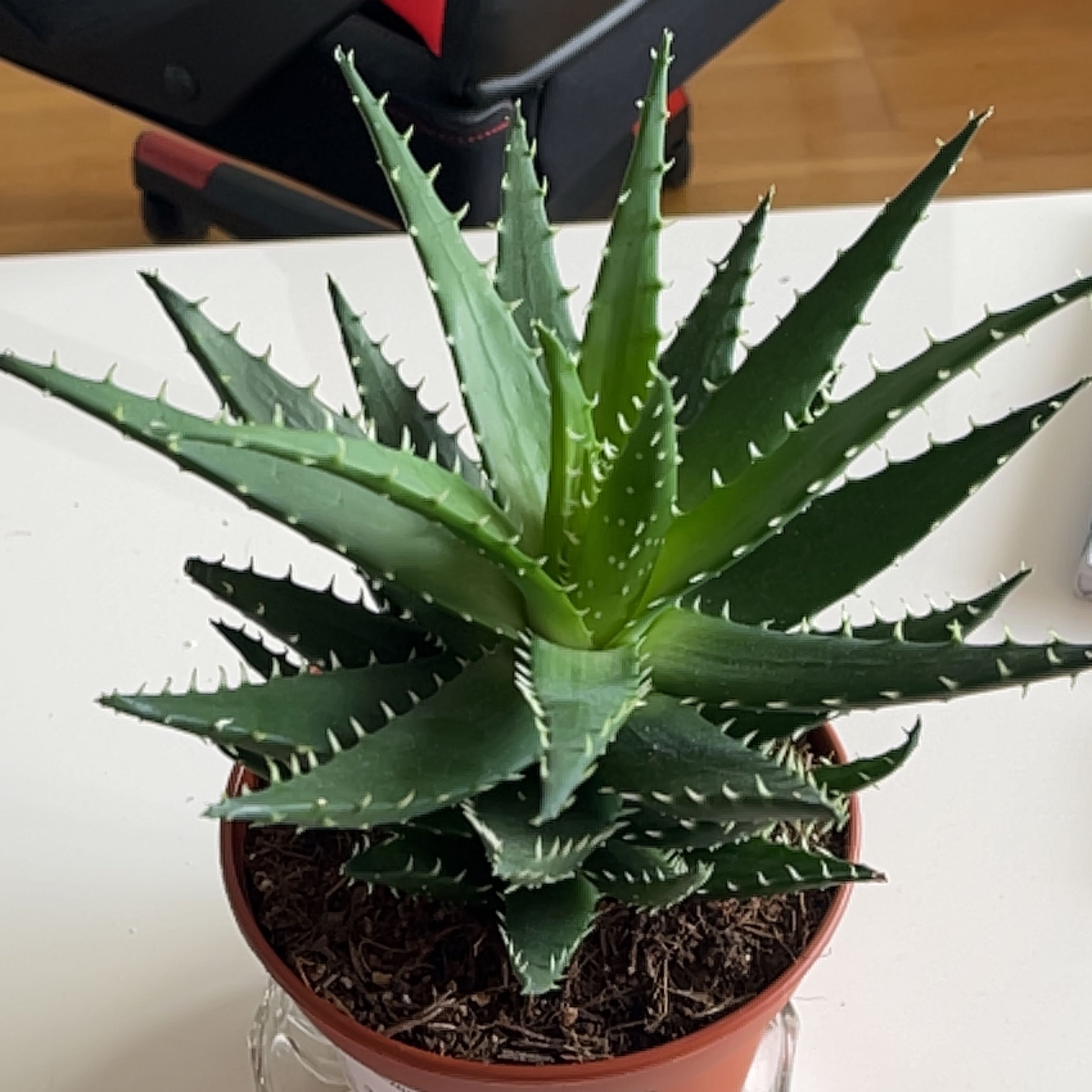Photo of the plant species Aloe melanacantha by @DandyLarkspur named Winston on Greg, the plant care app