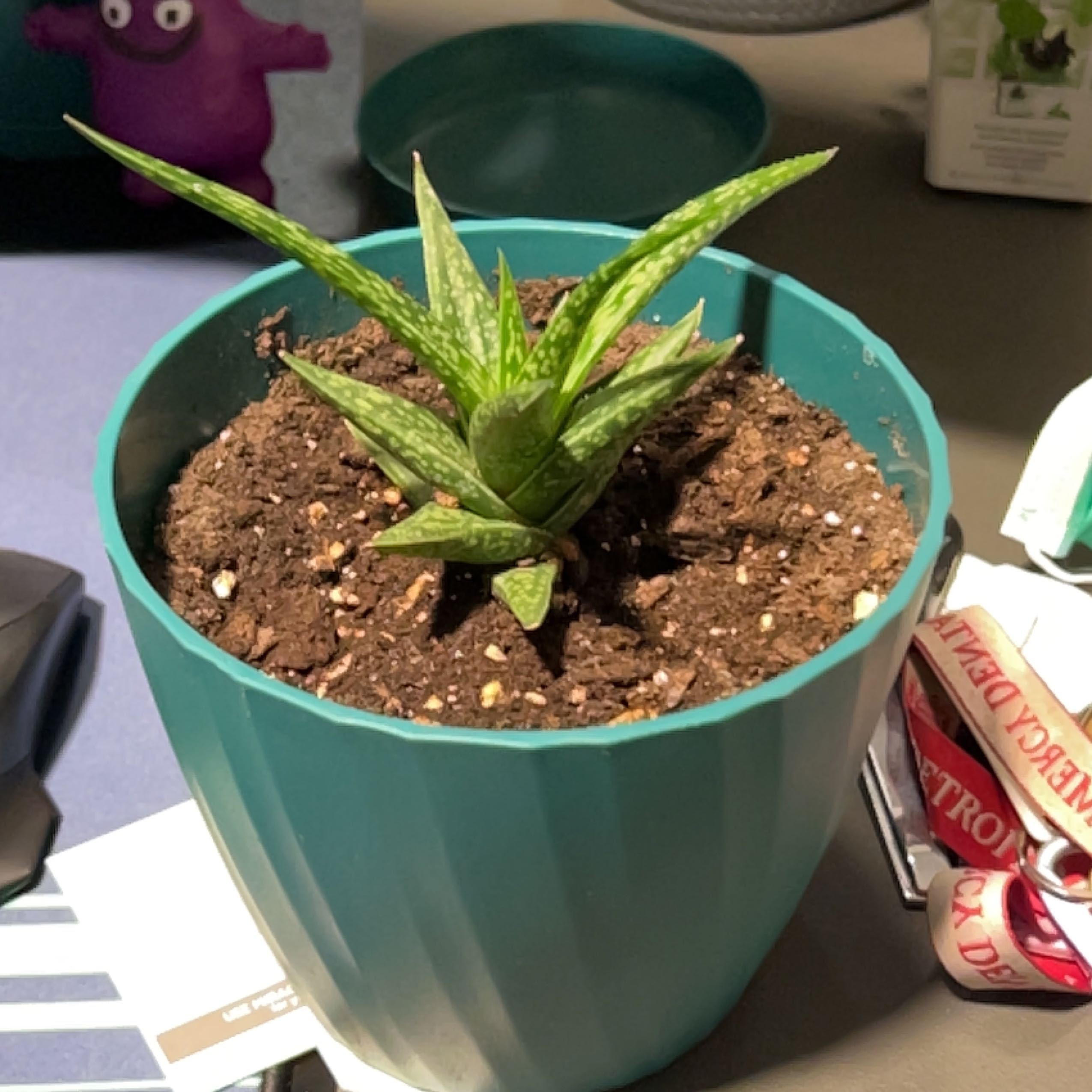 Photo of the plant species Gasteraloe Emmy by @CalmRedtree named Leonardo on Greg, the plant care app