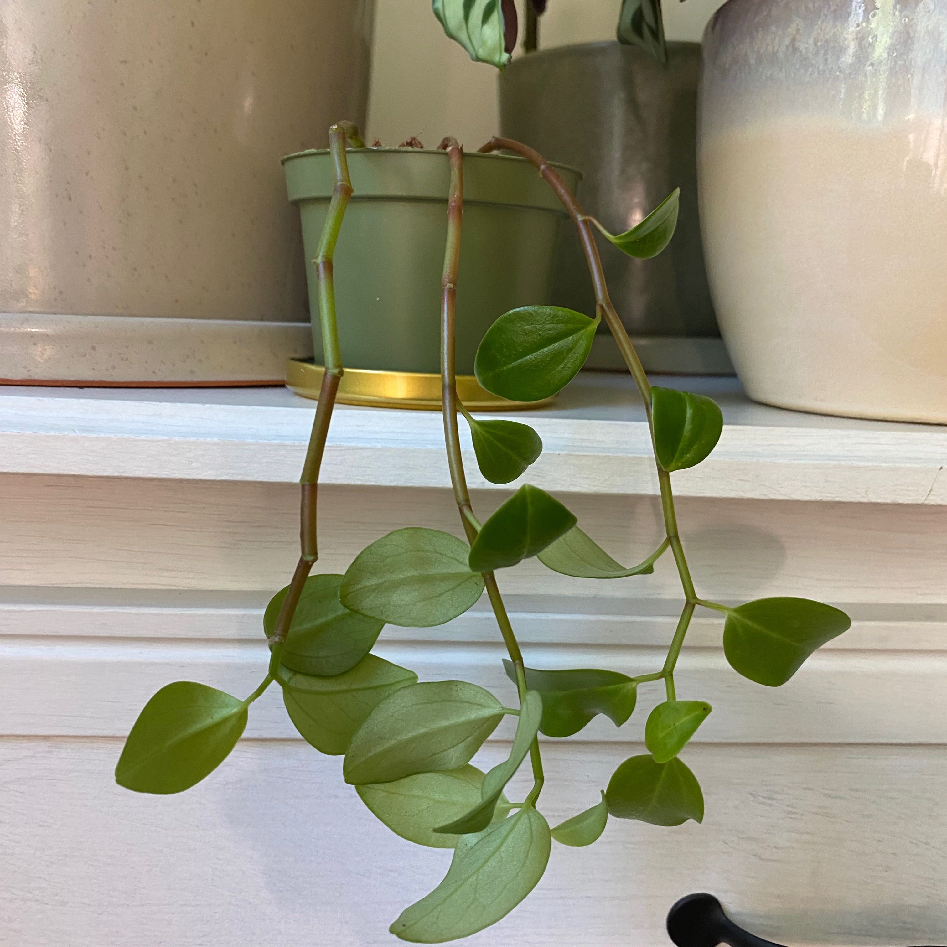 Lipstick Plant with trailing stems and green leaves in a small pot on a shelf.