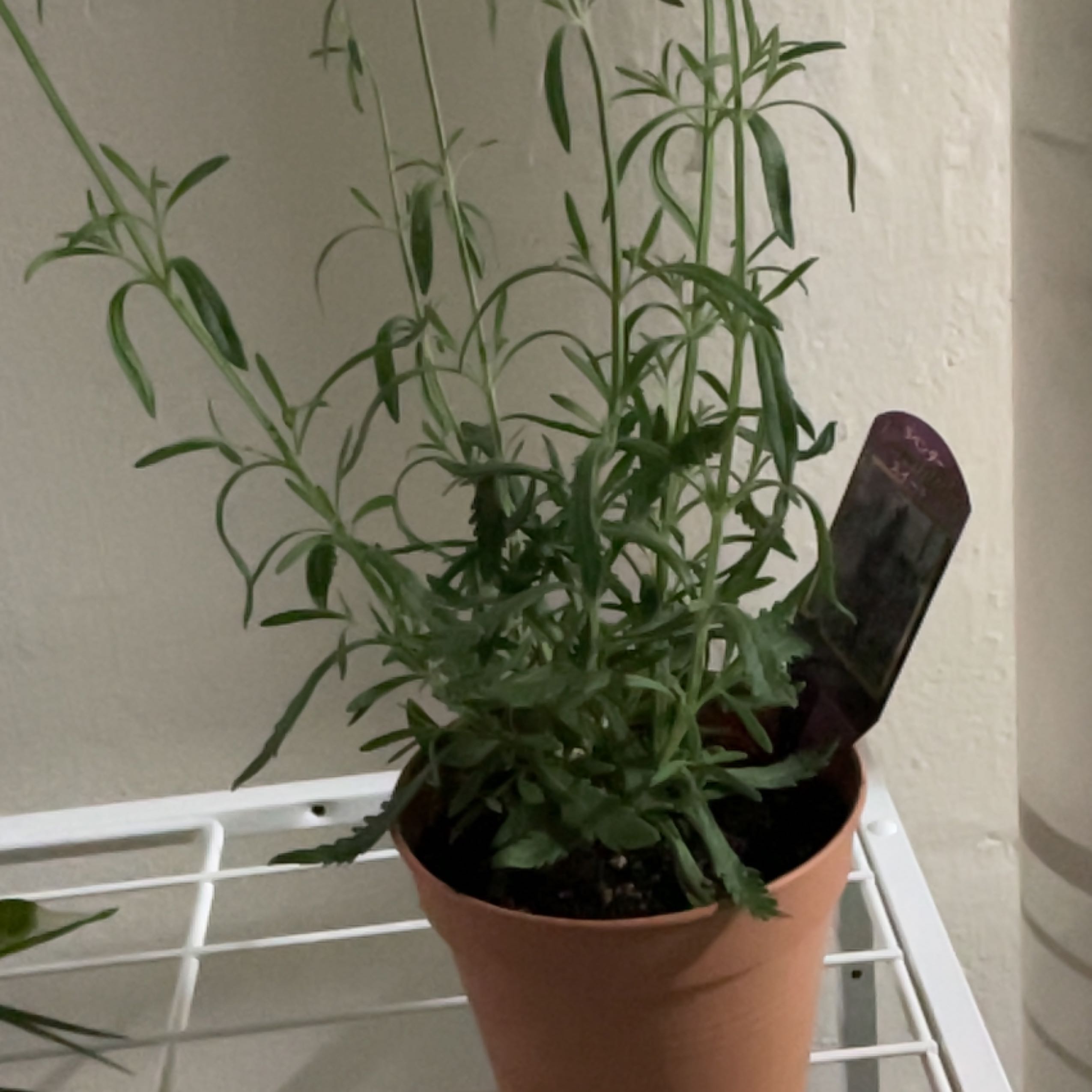 Photo of the plant species Sweet Lavender by @ComradeAchiote named Kobe on Greg, the plant care app