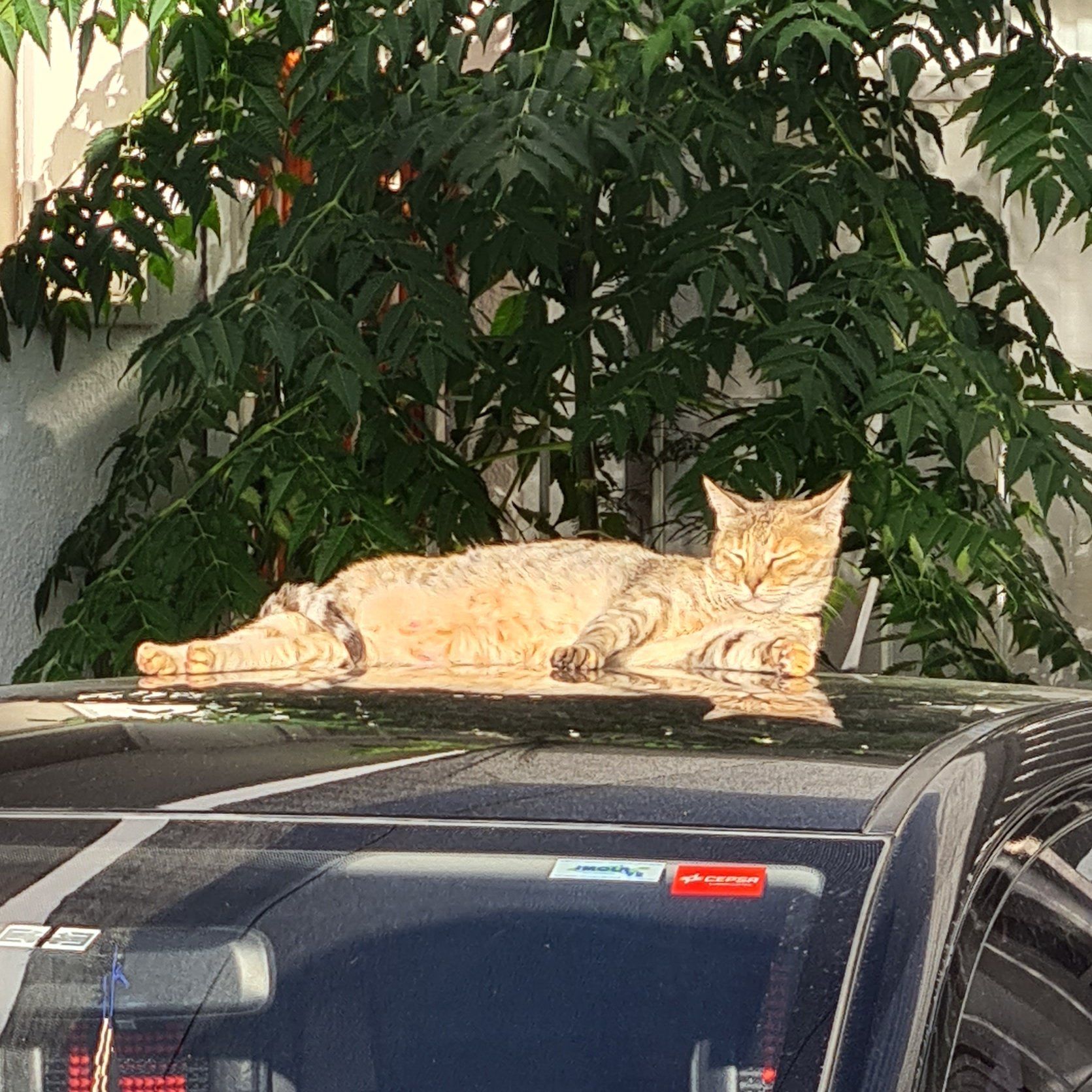 A Neem plant in the background with a cat resting on a car roof.