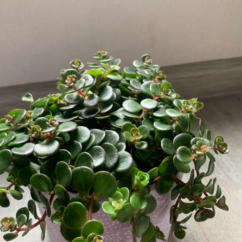 Healthy Sedum 'Himalayan Skies' plant in a pot with green leaves.