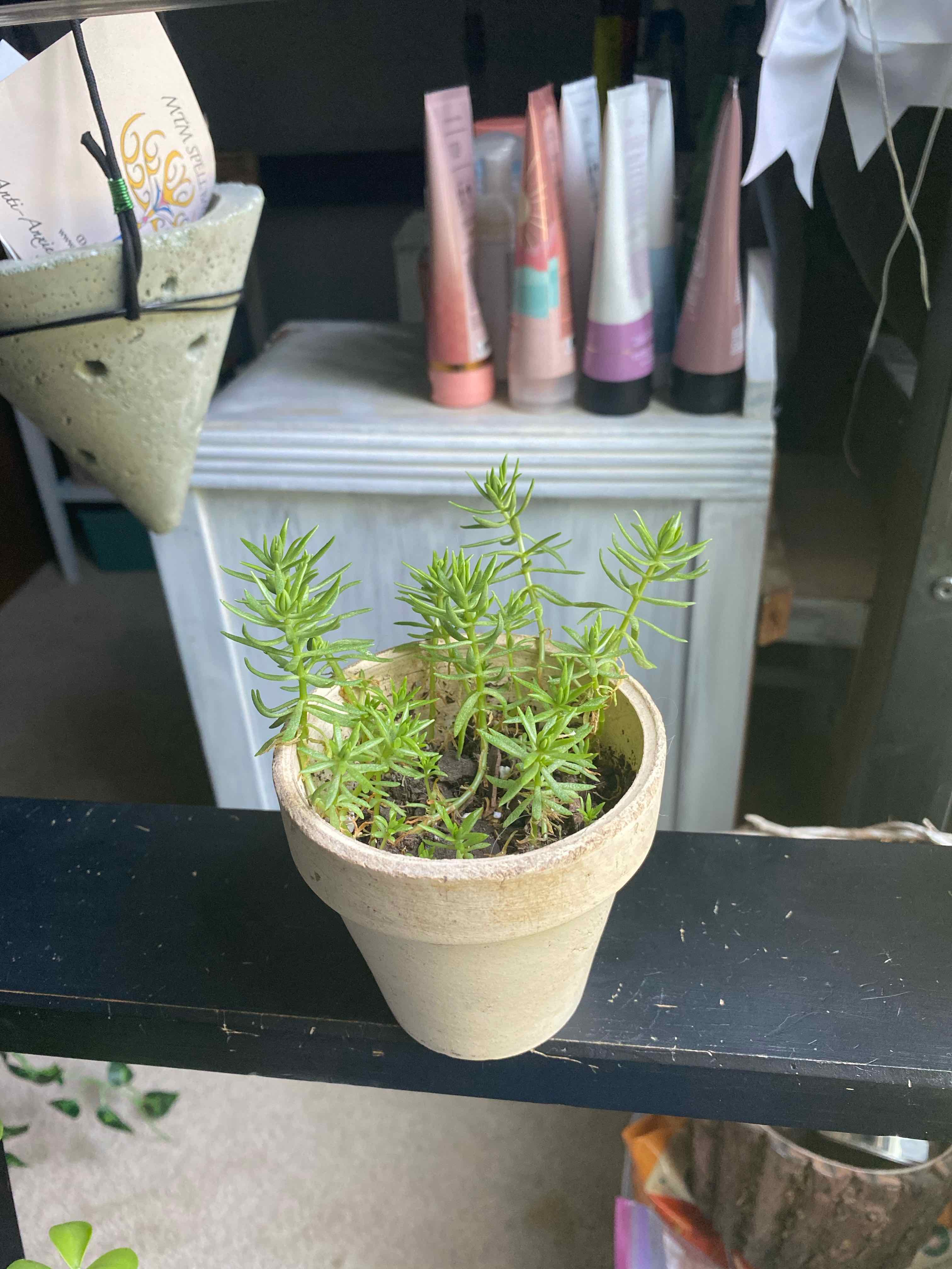 Potted Goldmoss Stonecrop plant on a black surface with green foliage, well-framed and centered.