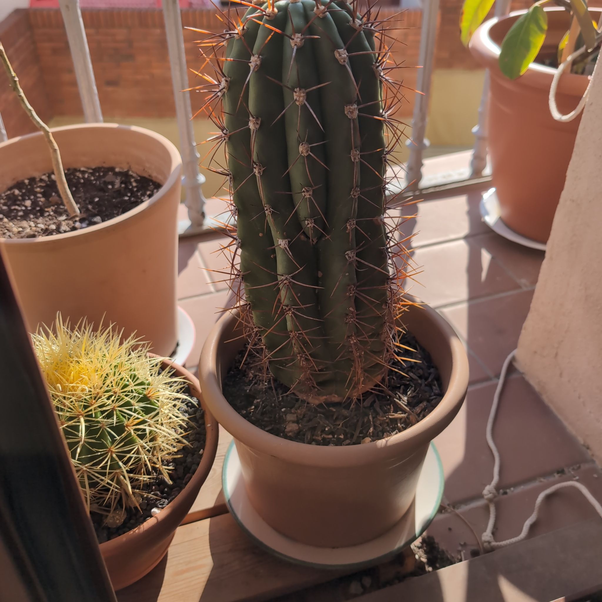 Photo of the plant species Trichocereus pasacana by @alvarucc named Ramon on Greg, the plant care app
