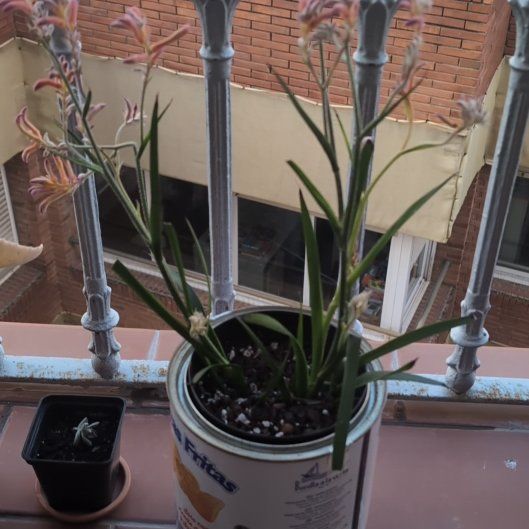 Photo of the plant species Anigozanthos 'Bush Ranger' by @alvarucc named Daphne on Greg, the plant care app