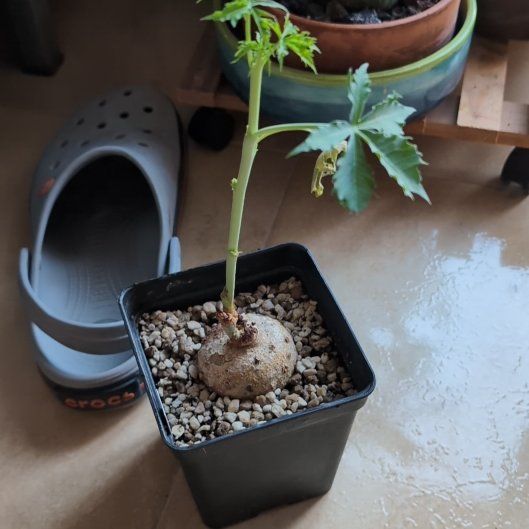 Photo of the plant species Berlandier's Nettlespurge by @alvarucc named Achilles on Greg, the plant care app