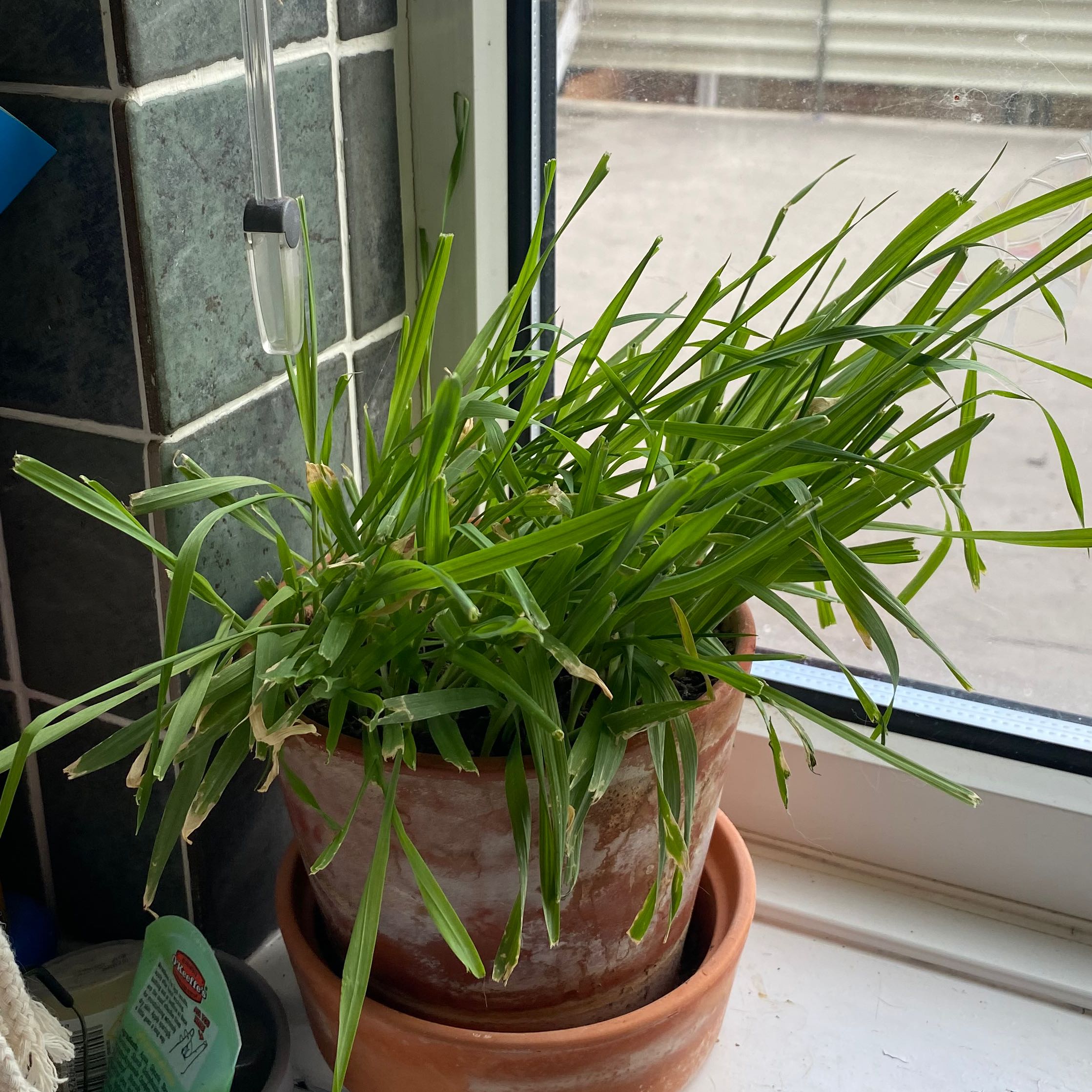Potted Orchard Grass plant on a windowsill with healthy green leaves.