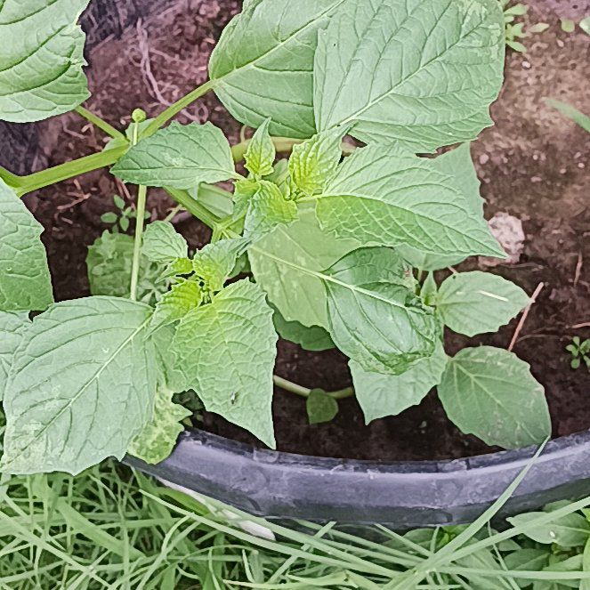 Photo of the plant species Philadelphia Groundcherry by @MindfulTeatree named LiloStitch on Greg, the plant care app