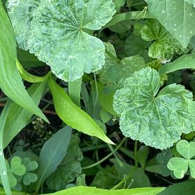 Photo of the plant species Centella by @AdonicBlackwood named Surya on Greg, the plant care app