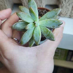 Pachyveria Little Jewel plant