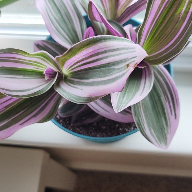 Photo of the plant species (smooth form) - 'Lilac' by @BigwigPygmyiris named Princess Bubblegum on Greg, the plant care app