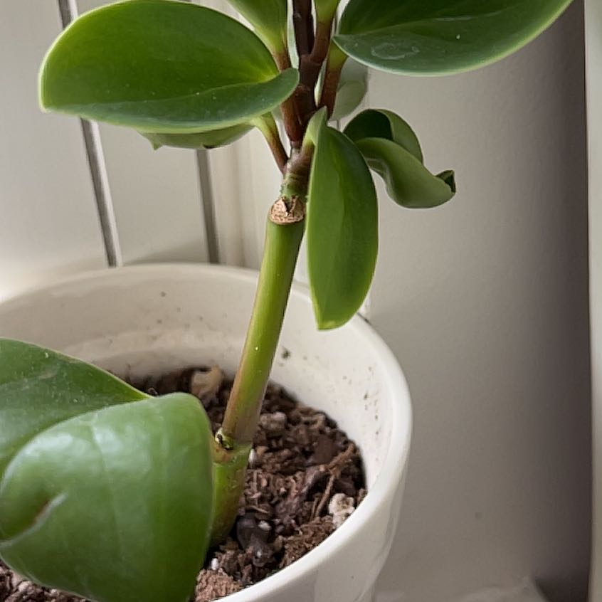 Healthy jade plant in a white pot with visible soil.