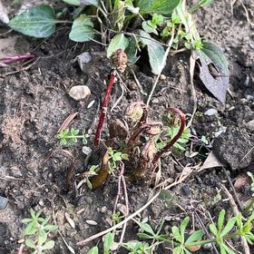 Plant care for 고마리 on Greg, the plant care app